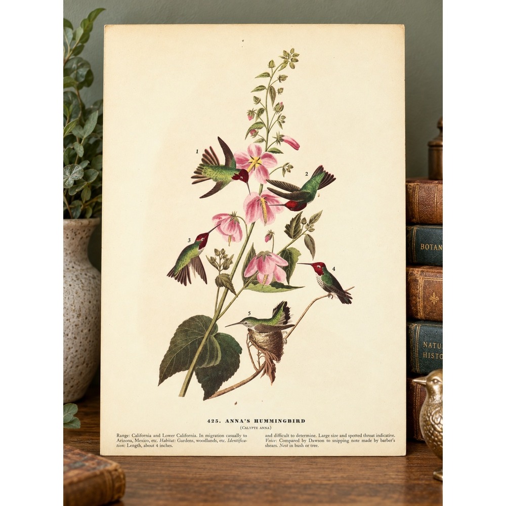 1941 Vintage Annas Hummingbird Print American Bird Art Illustration Audubon